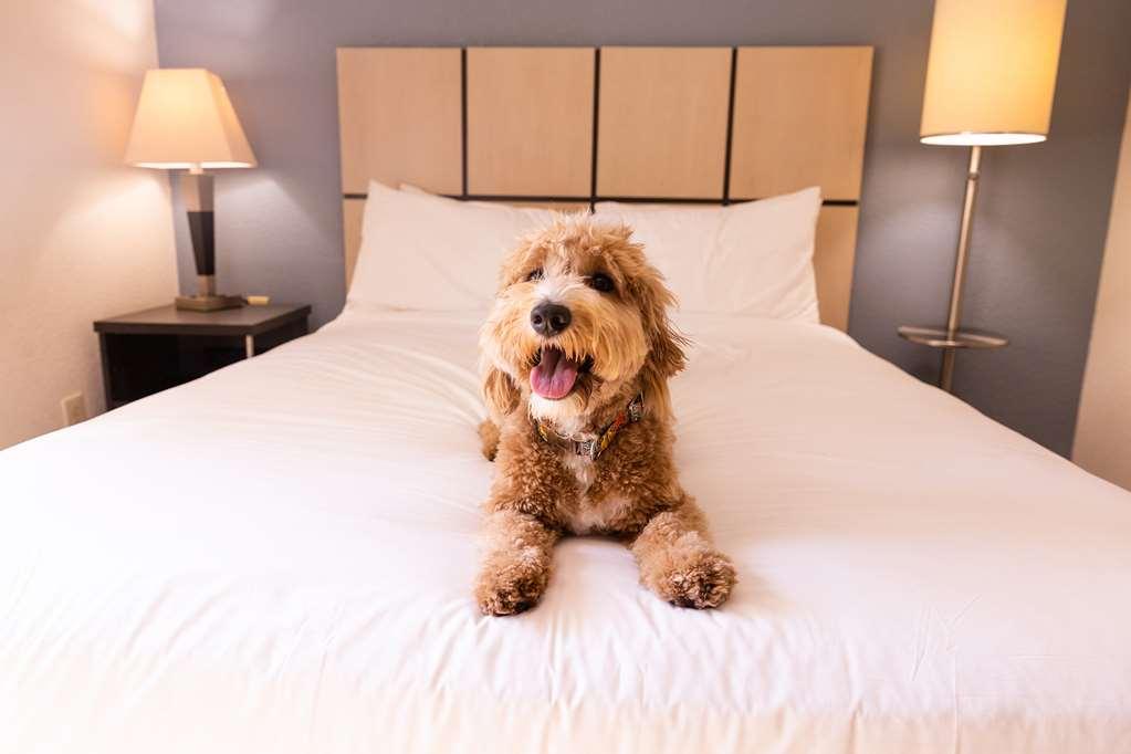 Sonesta Simply Suites Austin The Domain Area Kamer foto